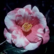 Betty Boardman Variegated